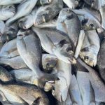 whatsapp image 2025 12 04 at 19.08.57 89074488